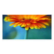 Orange Flower Photo Card