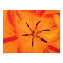 Orange Flower Photographic Print