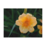 Orange Flower Postcards