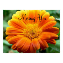 Orange Flower Postcard