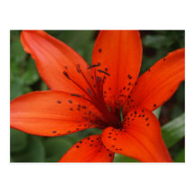 Orange Flower Postcard