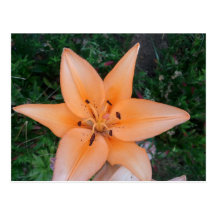 Orange Flower Postcard