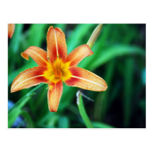 Orange Flower Postcard
