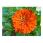 Orange Flower Postcards