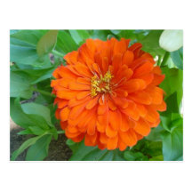 Orange Flower Postcards
