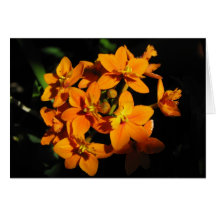 Orange Flowers Card