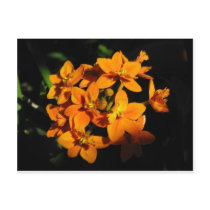 Orange Flowers Postcard