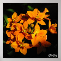 Orange Flowers Poster posters