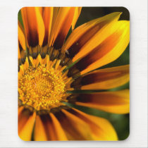 Orange Gazania | Orangefarbene Gazanie Mousepads