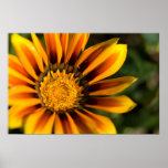 Orange Gazania | Orangefarbene Gazanie Posters