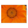 Orange Gazania Postcard