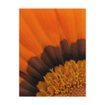 Orange Gazania Postcard