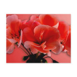 Orange Geranium blossom,  Customize by adding copy postcards