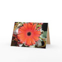 Orange Gerber Daisy cards