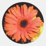 Orange Gerber Daisy Round Sticker