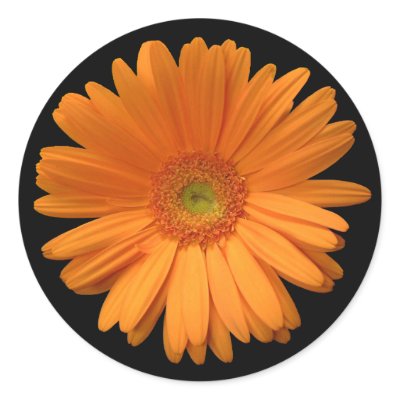 Orange gerber daisy round sticker by bkang22
