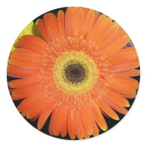 Orange Gerber Daisy Round Stickers