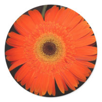 Orange Gerber Daisy Round Stickers