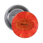 Orange Gerbera Daisy Button