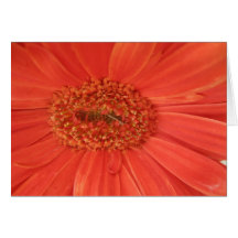 Orange Gerbera Daisy Card