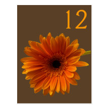 Orange Gerbera Daisy Table Number Card Post Card