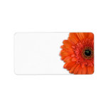 Orange Gerbera Daisy Wedding Blank Address Labels