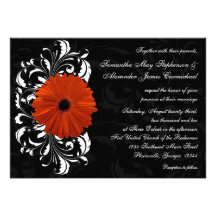 Orange Gerbera Daisy with Black and White Scroll Announcements