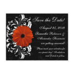 Orange Gerbera Daisy with Black and White Scroll postcards