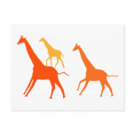 Orange Giraffes Postcards