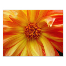Orange Glory 11 x 8.5 Photographic Print