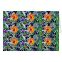 Orange Hawkweed 1 Greeting Card