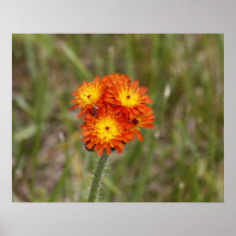 Orange Hawkweed Poster