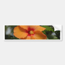 Orange Hibiscus Bumper Sticker