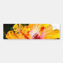 Orange Hibiscus Bumper Stickers