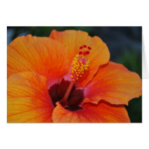 Orange Hibiscus Card