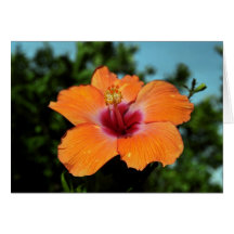 Orange Hibiscus Card
