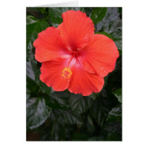 Orange Hibiscus Flower Greeting Cards