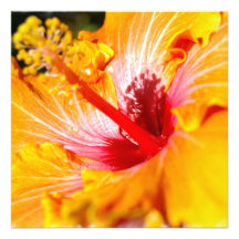 Orange Hibiscus Invitations