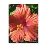 "Orange Hibiscus" Notes & Stamps Postcards
