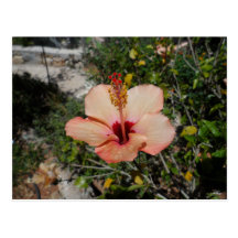 Orange Hibiscus Post Card