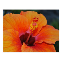Orange Hibiscus Postcard