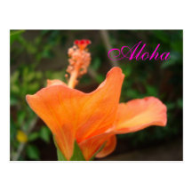 Orange Hibiscus postcard