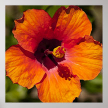 Orange Hibiscus Print