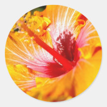 Orange Hibiscus Stickers