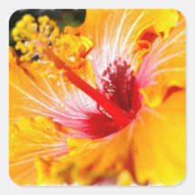 Orange Hibiscus Stickers