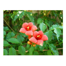 Orange Horn Vine Flowers Postcard