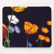 Orange Iceland Poppies flowers mousepads