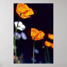 Orange Iceland Poppies flowers Poster
