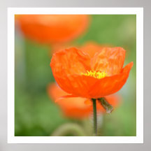 Orange Iceland Poppy Flower Posters