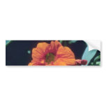 Orange Indian Cress (Tropaeolum Majus) flowers Bumper Sticker